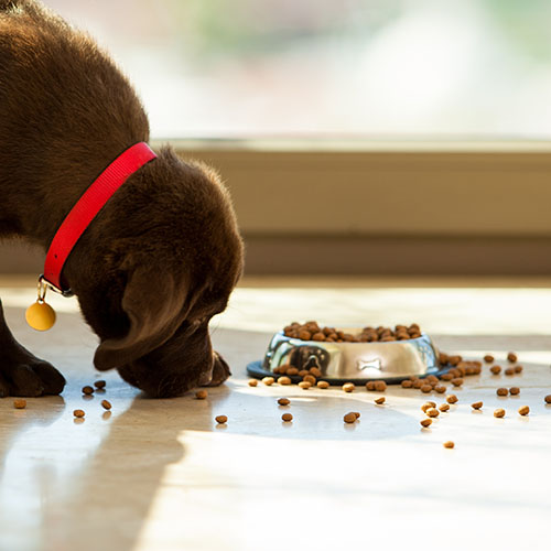 Beautiful brown Labrador eating food from its plate in the living room